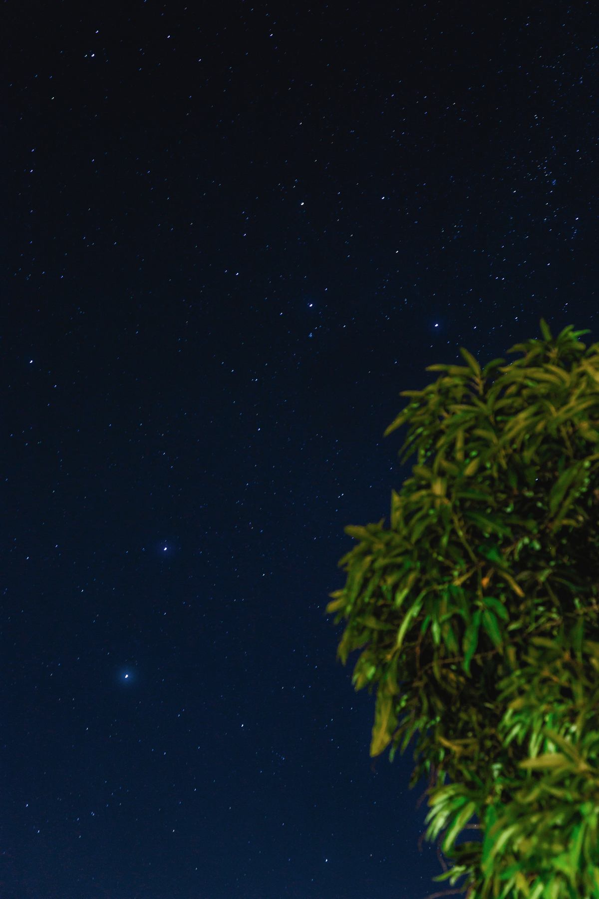 Céu estrelado de Goiás à noite, com a copa de uma árvore no canto